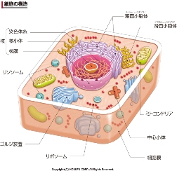 mitokondoria.jpg